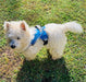 Doggy Tales Patented Realtree Hart Harness, Surf Blue - Jeffers - Dog Supplies > Dog Apparel > Dog Collars, Harnesses, & Leashes