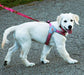 Doggy Tales Realtree Step In V Harness, Paradise Pink - Jeffers - Dog Supplies > Dog Apparel > Dog Collars, Harnesses, & Leashes