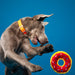 Donutz, Americana - Jeffers - Dog Supplies > Dog Toys