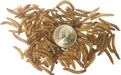 Dried Mealworms for Wild Birds, Chickens, Fish, & Reptiles - NC22 - 1 lbs - 6