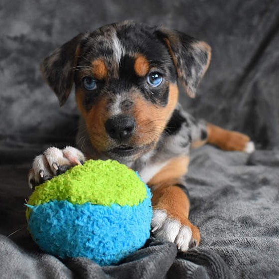 Duraplush FuzzBall Dog Toys - CD2AB - Small - Green - 1 ct - 6