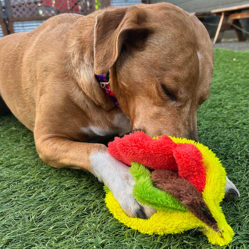 Duraplush Taco Dog Toy, Medium - CD2BJ - Medium - 1 ct - 2