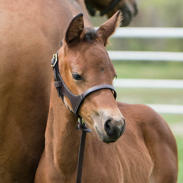 Double Crown Foal Halter -   