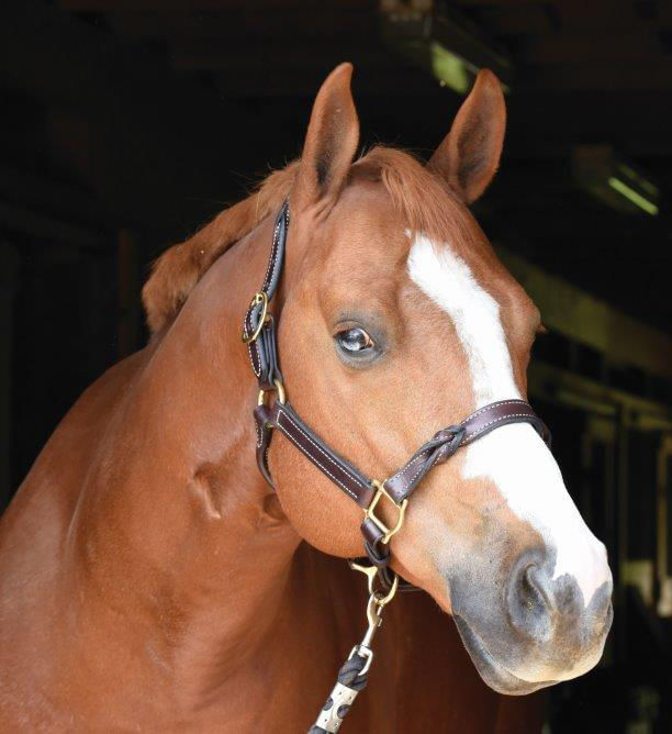 Perri's Twisted Leather Halter - Black Horse 