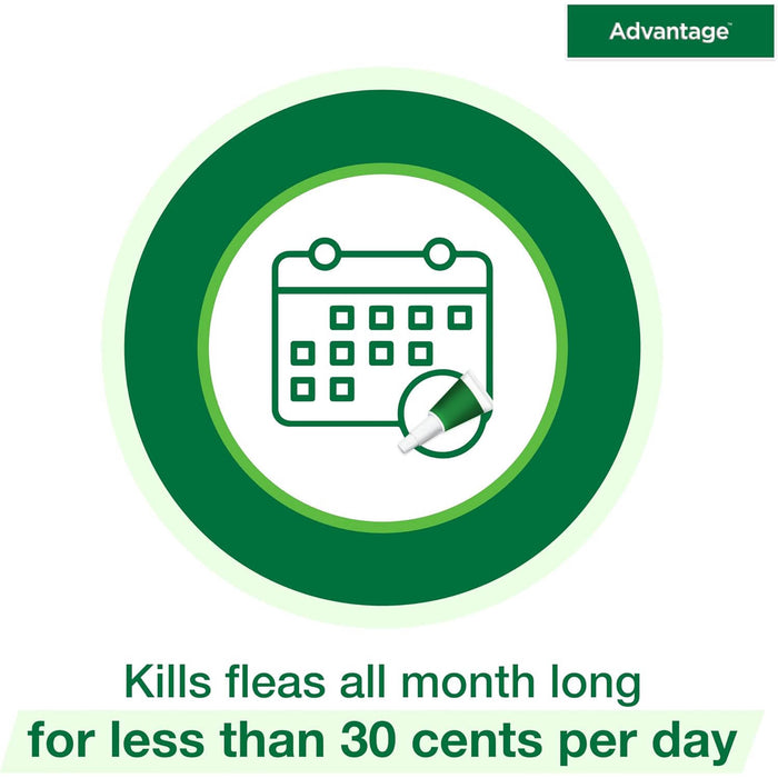 Advantage for Large Cats  2pk  