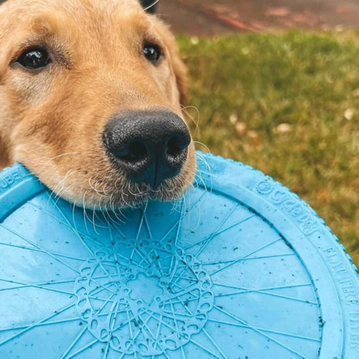 Ecolast Flat Tire Rubber Flyer Dog Toy - CD2BW - Blue - Medium (8"D) - 1 ct - 2