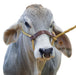 Economy Rope Halter w/Leather Nose Band - Jeffers - Cattle Supplies > Cattle Supplies