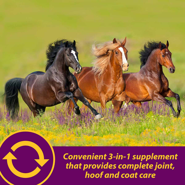 Joint Combo Hoof & Coat Supplement for Horses