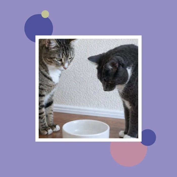 Feeding Friend Automatic Pet Feeder – Timed Portion Control Food & Water Dispenser for Cats and Dogs - RL33 - Taupe - Small - 1 - 30