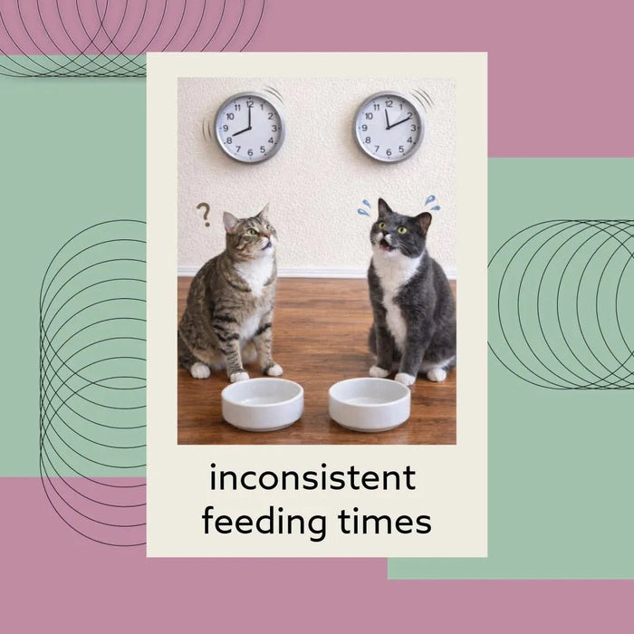 Feeding Friend Automatic Pet Feeder – Timed Portion Control Food & Water Dispenser for Cats and Dogs - RL33 - Taupe - Small - 1 - 24