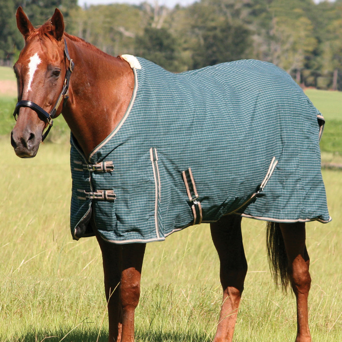 Jeffers Canvas Horse Blanket