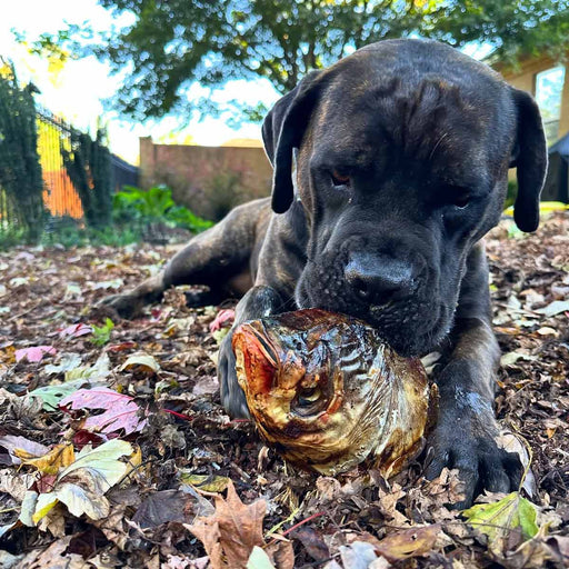 Gaines Natural Carp Head Dog Chew – Long - Lasting, High - Protein Fish Treat - GFAA9 - Fish - 1 ct - 2