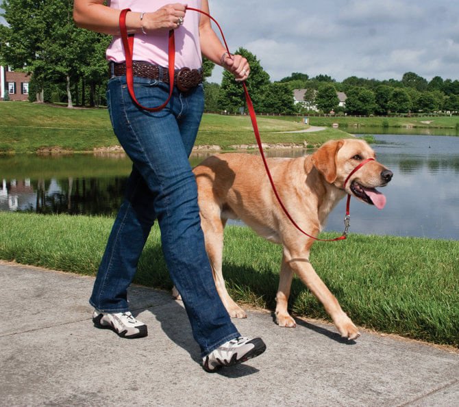 Gentle Leader Headcollar, large (over 60 lb) - Jeffers - Dog Supplies > Dog Apparel > Dog Collars, Harnesses, & Leashes