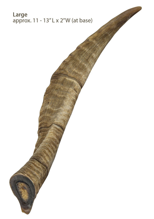 Gobi Goat Horn Natural Dog Chew - QTDAQ - Large - 23