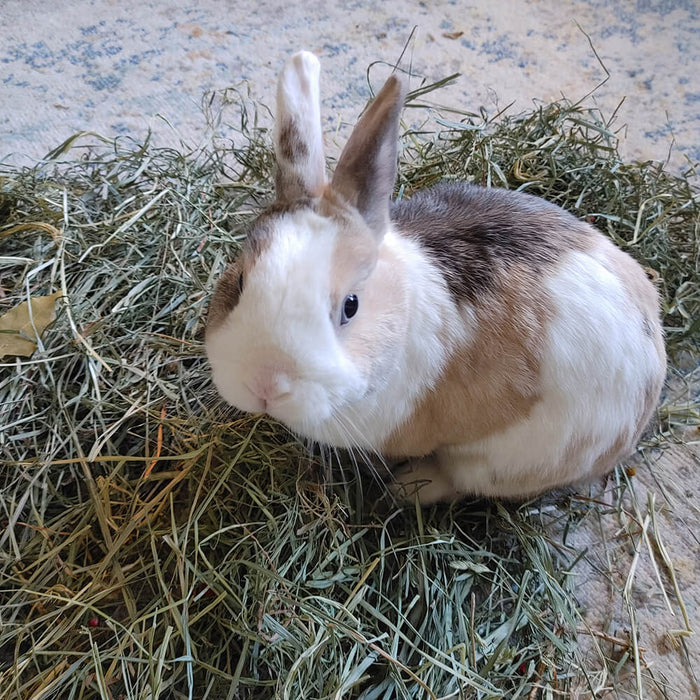 Grandpa's Best Small Pet Salad, 3 lbs - 015BEST-00632 - Green - Unflavored - 4