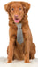 Gray Stripe Necktie - Jeffers - Dog Supplies > Dog Apparel