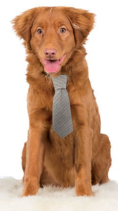 Gray Stripe Necktie - Jeffers - Dog Supplies > Dog Apparel