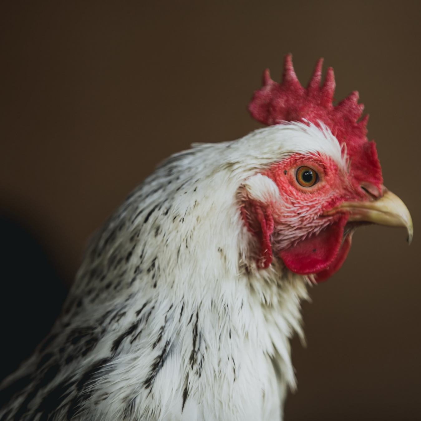 Medicamentos recetados para pollos