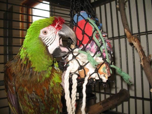 Hay Chix Fun Foraging Net - HX211 - 2