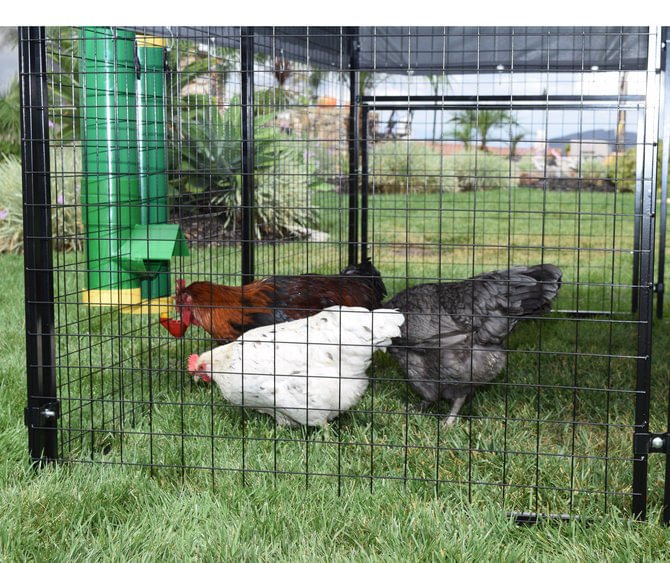 High End Hen Poultry Feeder & Waterer - Jeffers - Farm & Ranch Supplies > Livestock Feeders & Waterers