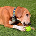 High Roller Ball Plus Rubber Dog Toy - CD2CL - Large - Green - 1 ct - 9
