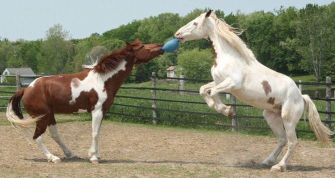 Horseman's Pride Scented Jolly Ball 10" Horse Toy – Durable, Chew - Resistant Equine Enrichment Ball for Outdoor Fun - H7S2 - Green (Green Apple) - 11