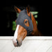 Horseware Ionic Calming Face Mask, Ceramic Infused Horse Stress Relief Mask - FOCAF - Black - Medium - 1