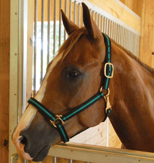 Padded Horse Halter with Snap by Jeffers - Green/Black  