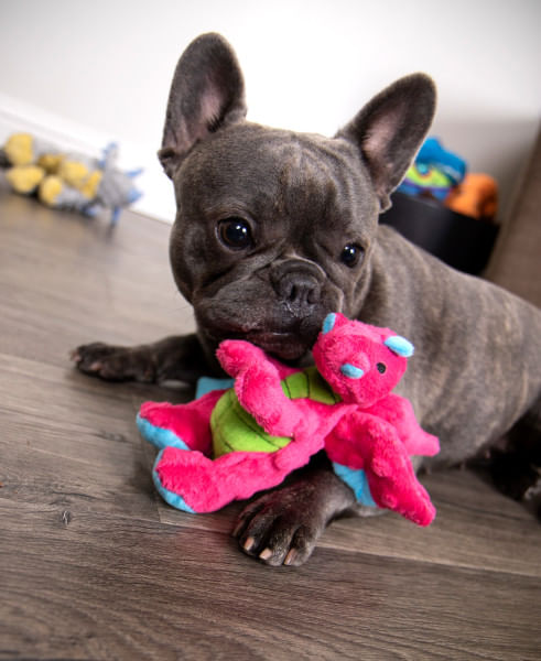 Plush Dragon Dog Toy - Pink Small 