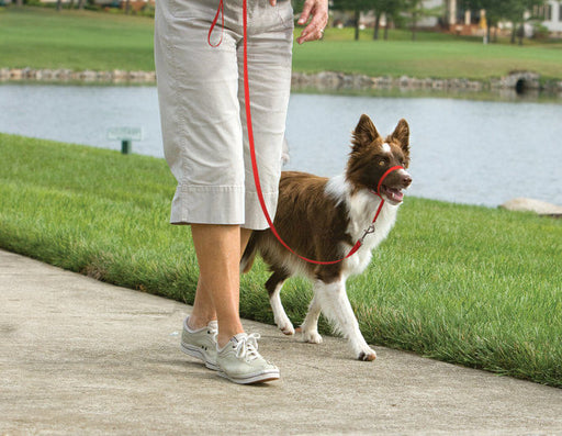 Gentle Leader Headcollar, Medium (25-60 lb) - Red  