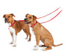 The Premier Leash, 3/4" x 6 ft - Red  