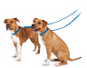 The Premier Leash, 3/4" x 6 ft - Royal Blue  