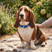 Jeffers Adjustable Nylon Dog Collar, 1"W x 14"-24"L - SSG5 - Royal Blue - 1"W x 14"-24"L - 14