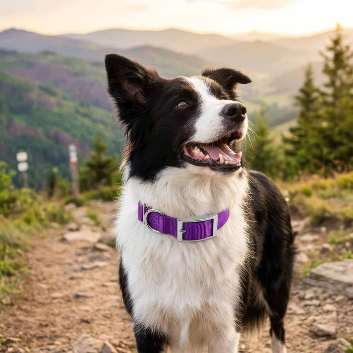 Jeffers Adjustable Nylon Dog Collar, 1"W x 14"-24"L - SSG6 - Purple - 1"W x 14"-24"L - 18