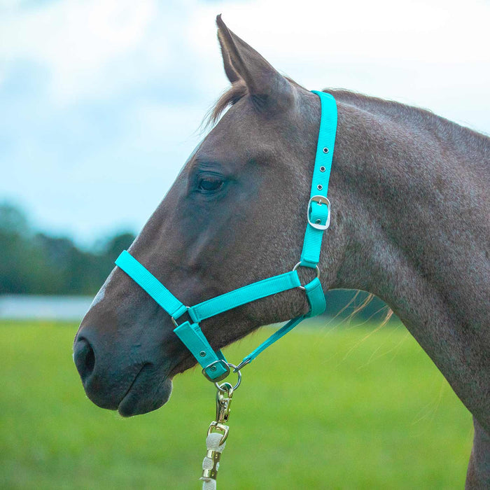 Jeffers Adjustable Nylon Full Size Horse Halter - GAGDN - Kelly Green - 24