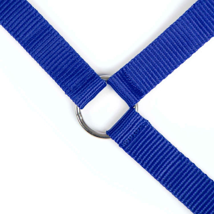 Jeffers Adjustable Nylon Full Size Horse Halter - GAGDO - Royal Blue - 14