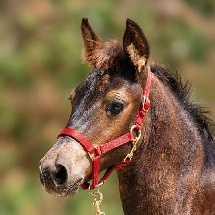 Jeffers Adjustable Nylon Miniature Horse Halter - SSMG - Red - Miniature Horse - 2