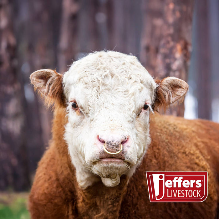 Jeffers Bull Ring with Screws - JIR1 - Small (2.5" x 3/8") - 4