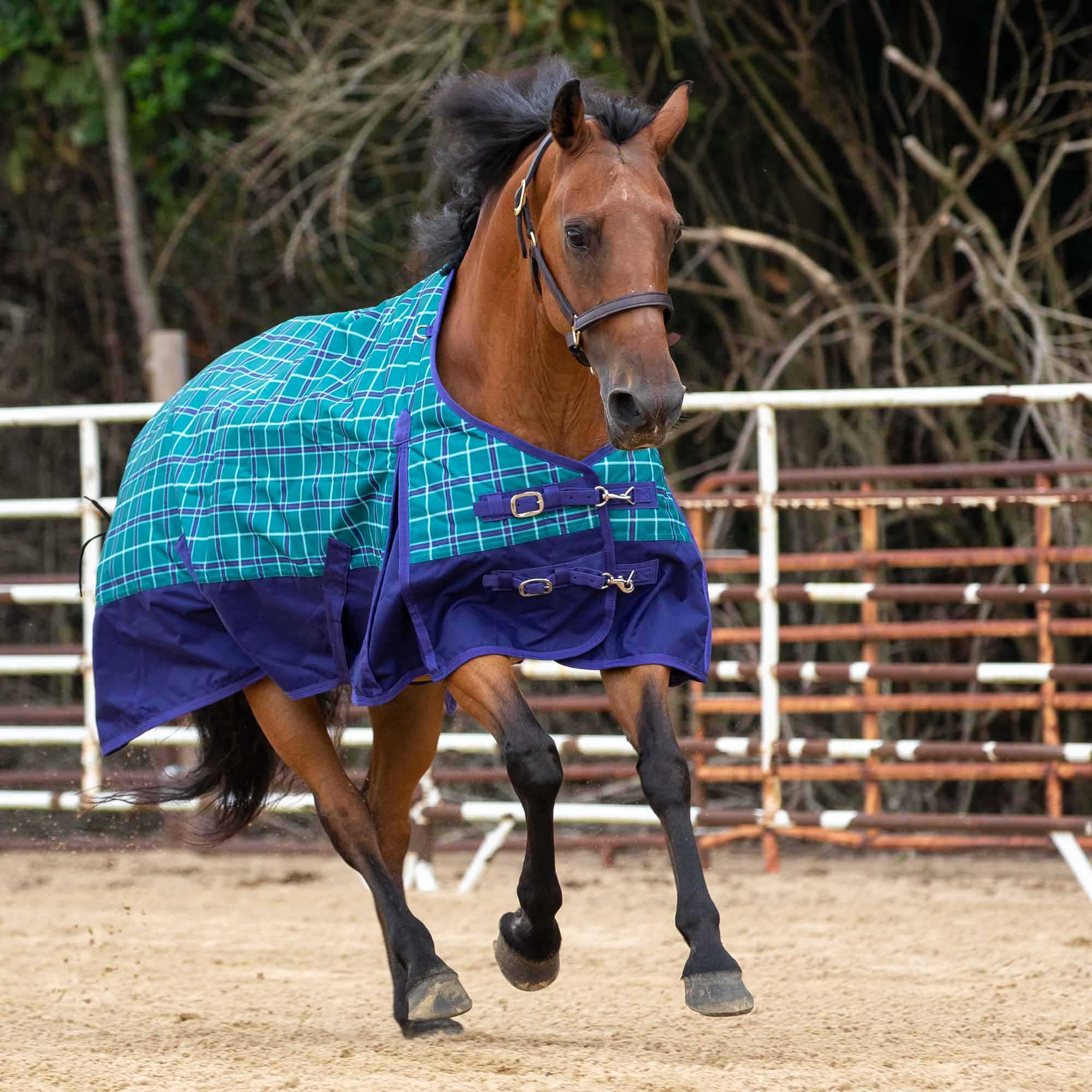 Jeffers Economy Med Turnout Blanket, Teal/Purple Plaid