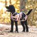 Jeffers Expression Moisture - Wicking Fleece Dog Coat - JEF2HU - Rose Garden - 16" - 10