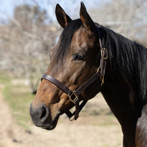 Jeffers Frankfort Triple Stitched Leather Horse Halter with Throat Snap, Adjustable, Breakaway - Ready, Premium Pre - Oiled Leather - JEF15S - Cob - Havana - 1 - 1