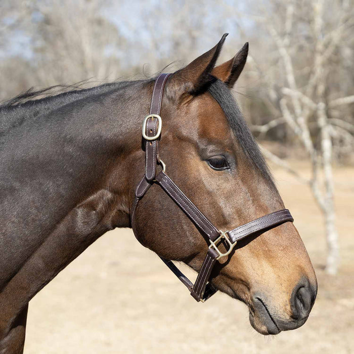 Jeffers Frankfort Triple Stitched Leather Horse Halter with Throat Snap, Adjustable, Breakaway - Ready, Premium Pre - Oiled Leather - JEF15S - Cob - Havana - 1 - 2