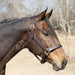 Jeffers Frankfort Triple Stitched Leather Horse Halter with Throat Snap, Adjustable, Breakaway - Ready, Premium Pre - Oiled Leather - JEF15S - Cob - Havana - 1 - 2