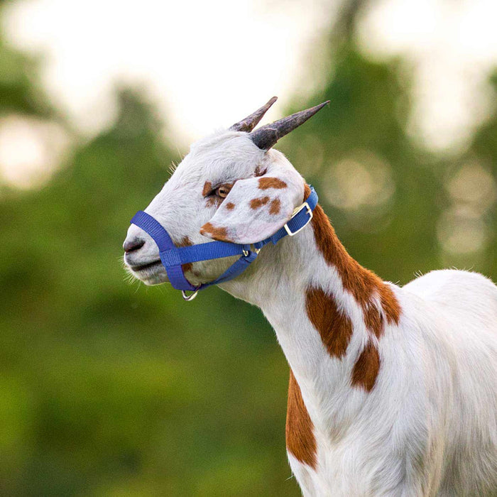 Jeffers Goat Halter - SSHG - Small (30" - 34") - Red - 1