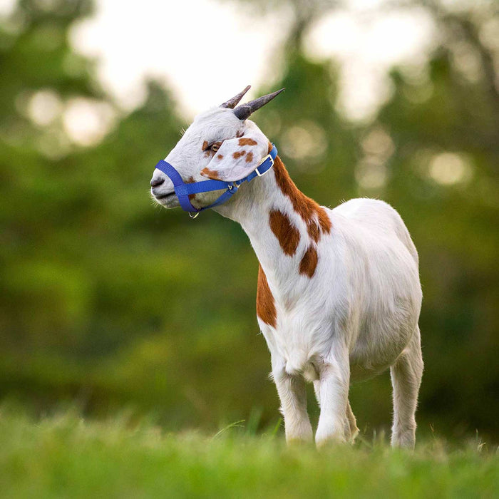 Jeffers Goat Halter - SSHH - Small (30" - 34") - Royal Blue - 9