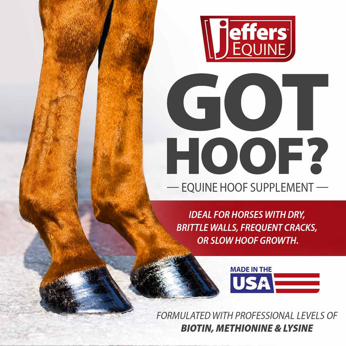 Jeffers Got Hoof? Hoof Builder Supplement for Horses, Powder - JAXG1 - Powder - 10 lbs (160 Day Supply) - 5