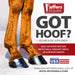 Jeffers Got Hoof? Hoof Builder Supplement for Horses, Powder - JAXG1 - Powder - 10 lbs (160 Day Supply) - 5