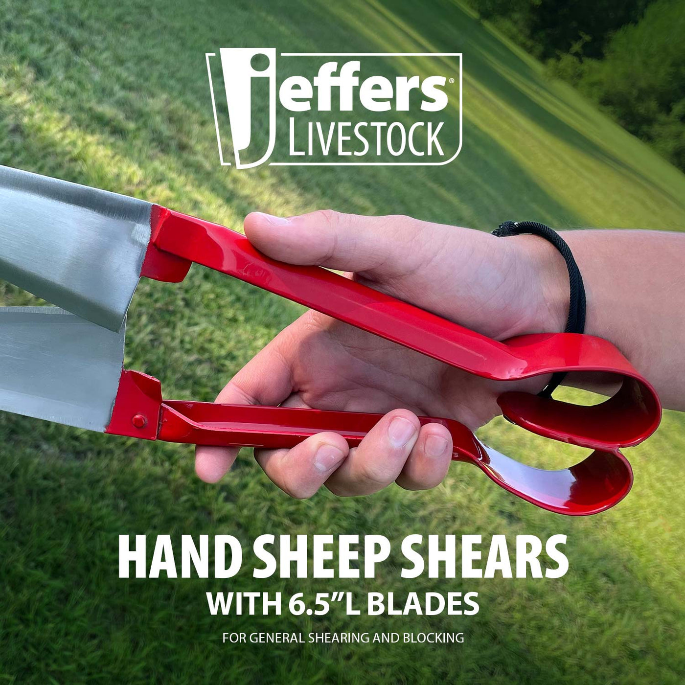 Shep Tools Jeffers Hand Sheep Shears, 6.5