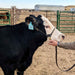 Jeffers Harness Leather Show Halter for Cattle – Includes Lead & Brass Chain - JEF01K - Black - Small - 1 - 9