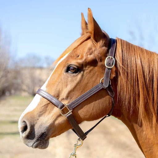 Jeffers Lexington Triple Stitched Leather Halter – Premium Pre - Oiled Adjustable Horse Halter, Breakaway Option, Durable & Comfortable Equestrian Tack - JEF15P - Cob - Havana - 1 - 2